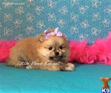 pomeranian puppy posted by Rhonda Wallace